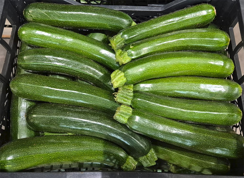 Zucchina scura - Sicilia - 0,80/1,00 euro al chilogrammo